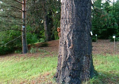 Orava