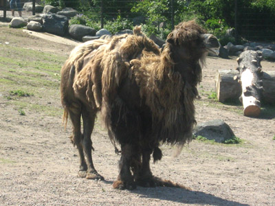 Kameli